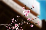梅花视频抖阴：趣味短视频分享与互动平台推荐