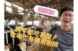 悠然自得的牛羊吃草视频，感受宁静自然的乡村生活