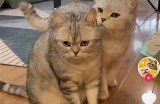 推荐几款类似快猫和抖阴的热门视频软件，轻松畅享精彩内容