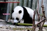 羊驼吃草趣味视频，萌萌羊驼抖阴超搞笑