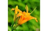 忘忧草抖音热潮：解析其背后的流行背景与影响