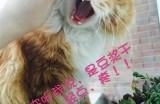 猫咪快猫抖阴狂仙破解：完整解析与实用技巧分享