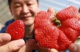 草莓丝瓜抖阴的奇妙搭配，探索夏季清爽美味新选择