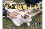 猫咪抖阴趣事大揭秘：如何与爱猫一起享受快乐时光
