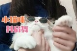 猫咪快猫抖阴狂仙破解技巧分享，助你轻松过关