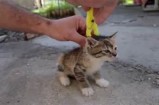 揭秘：猫咪快速胡抖阴的动因与应对方法