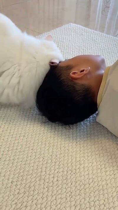 抖音猫咪希尔薇：可爱瞬间与搞笑表演大揭秘