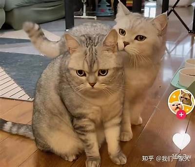 推荐几款类似快猫和抖阴的热门视频软件，轻松畅享精彩内容