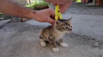 揭秘：猫咪快速胡抖阴的根本原因与应对方法