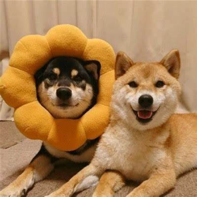 快猫抖阴：揭示热门视频背后的趣味与难题