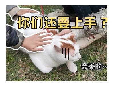 猫咪抖阴趣事大揭秘：如何与爱猫一起享受快乐时光