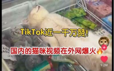 揭秘抖音猫咪平台：最受欢迎的萌宠视频分享渠道