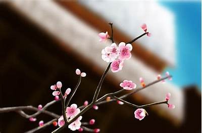 梅花视频抖阴：趣味短视频分享与互动平台推荐