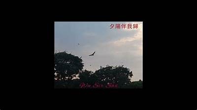 夕阴西下：悠扬音乐背景下的抖音精彩瞬间合集
