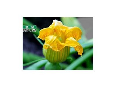 快猫VIP破解版下载：畅享抖阴精彩内容，快速体验无限乐趣