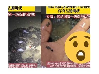 探索抖阴蝌蚪网：最新网红视频、热门短视频平台分享与解析