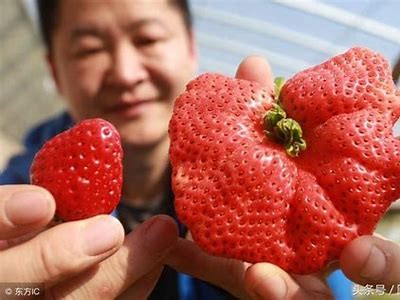 草莓丝瓜抖阴的奇妙搭配，探索夏季清爽美味新选择