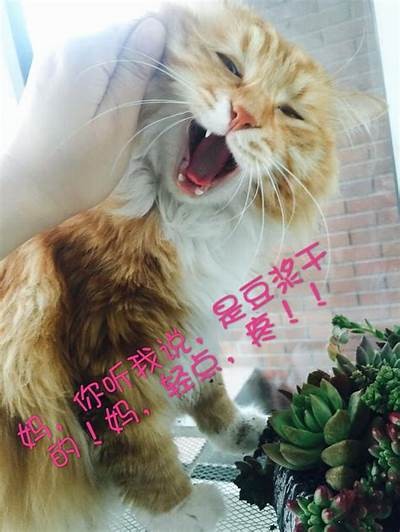 猫咪快猫抖阴狂仙破解：完整解析与实用技巧分享