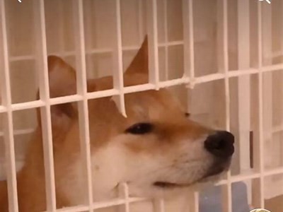 抖阴旧版本下载：如何安全获取并使用旧版运用