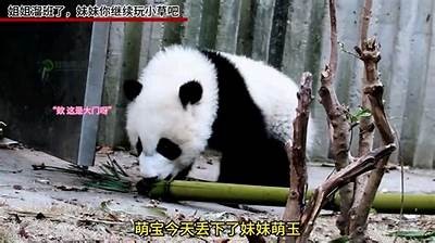 羊驼吃草趣味视频，萌萌羊驼抖阴超搞笑