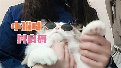 猫咪快猫抖阴狂仙破解技巧分享，助你轻松过关