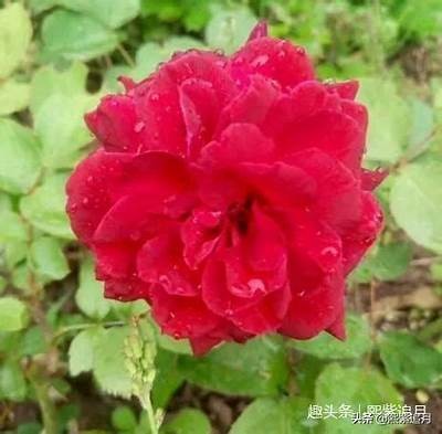 晴时有风阴时有雨：抖音短视频带你感受四季变化的魅力