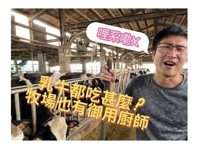悠然自得的牛羊吃草视频，感受宁静自然的乡村生活